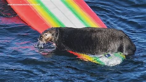 What will happen to Santa Cruz's surfing sea otter?